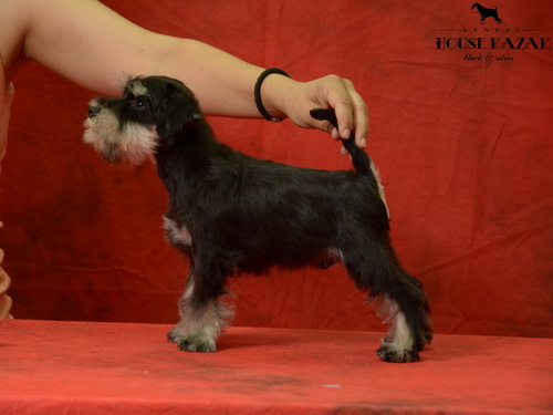 miniature schnauzer patuljasti snaucer