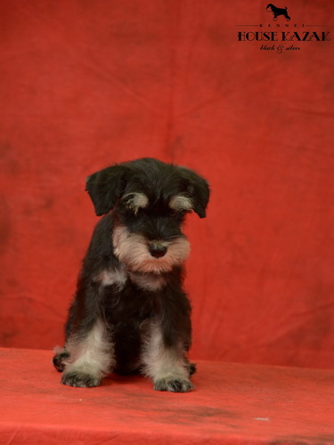 miniature schnauzer patuljasti snaucer