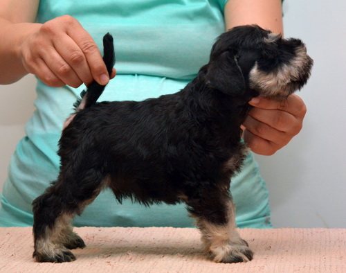 miniature schnauzer patuljasti snaucer