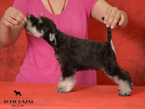 miniature schnauzer patuljasti snaucer