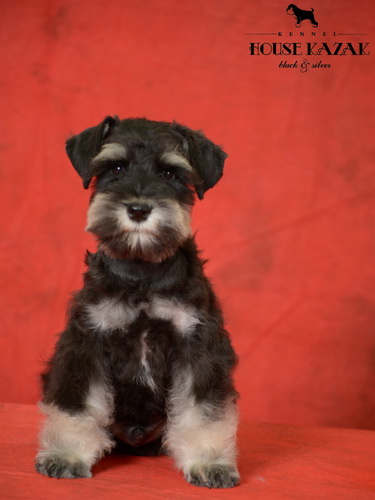 miniature schnauzer patuljasti snaucer
