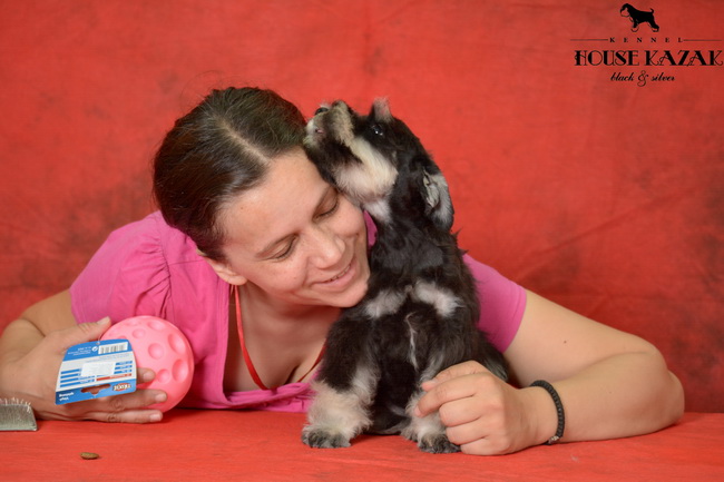 miniature schnauzer patuljasti snaucer