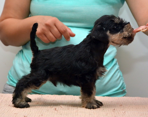 miniature schnauzer patuljasti snaucer