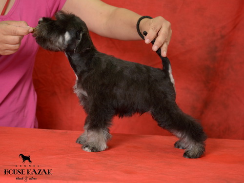 miniature schnauzer patuljasti snaucer