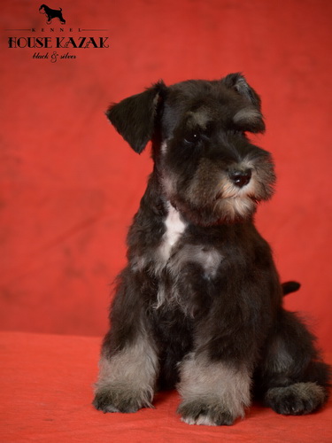 miniature schnauzer patuljasti snaucer