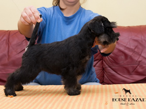 miniature schnauzer patuljasti snaucer