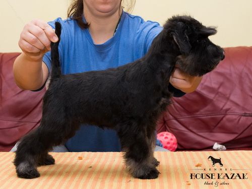 miniature schnauzer patuljasti snaucer