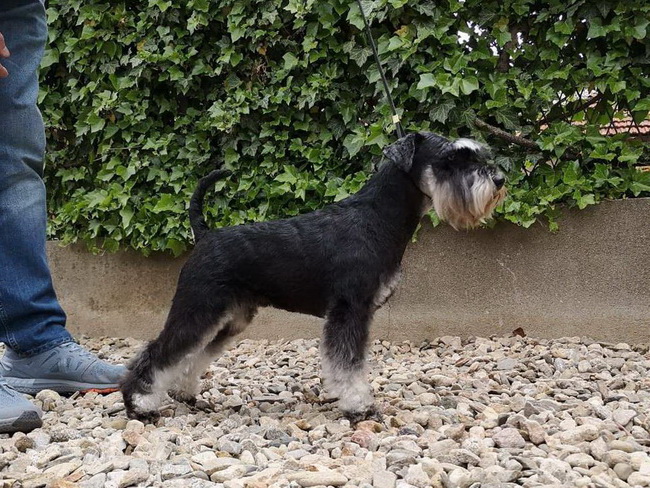 miniature schnauzer patuljasti snaucer House Kazak N-Moli Flor DLuna