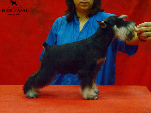 miniature schnauzer patuljasti snaucer
