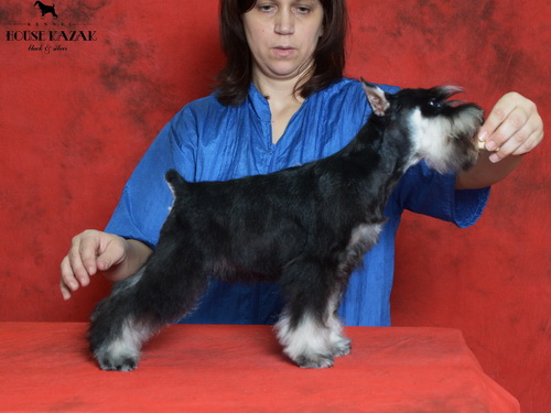 miniature schnauzer patuljasti snaucer