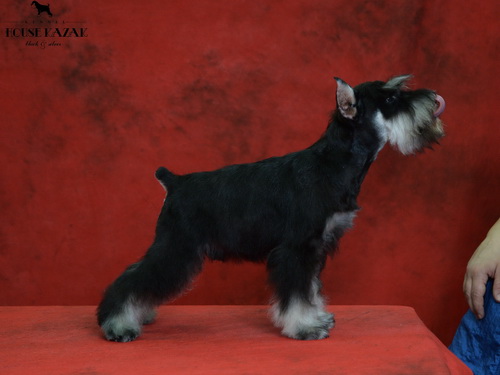 miniature schnauzer patuljasti snaucer