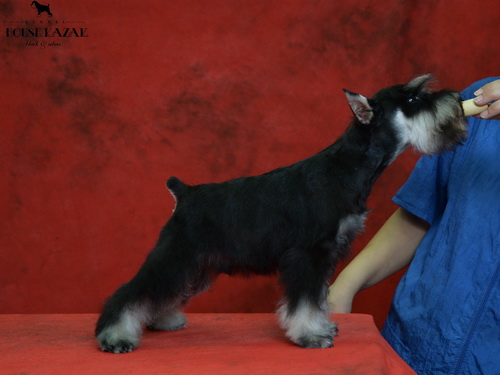 miniature schnauzer patuljasti snaucer