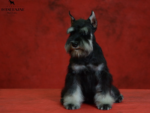 miniature schnauzer patuljasti snaucer