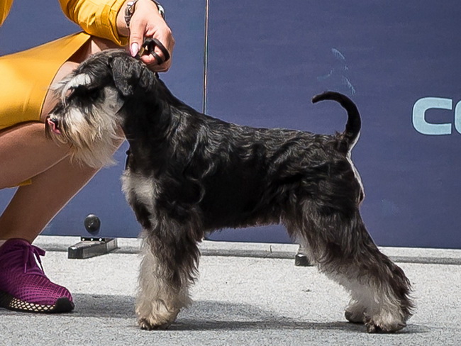 House Kazak Qattara, 9 months old - junior class - JCAC, JBOB, Junior Club Winner, Junior BIS
