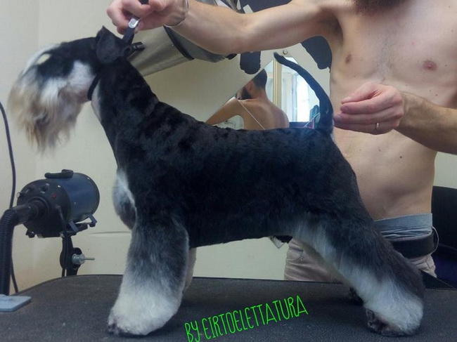 House Kazak miniature schnauzer patuljasti snauce