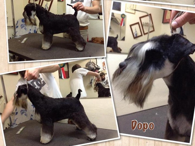 House Kazak miniature schnauzer patuljasti snauce