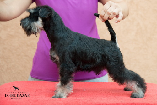 miniature schnauzer patuljasti snaucer