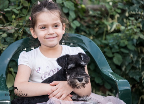miniature schnauzer patuljasti snaucer