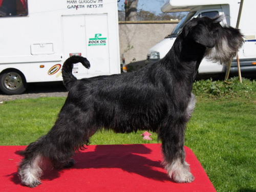miniature schnauzer patuljasti snaucer