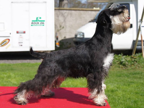 miniature schnauzer patuljasti snaucer