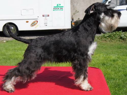 miniature schnauzer patuljasti snaucer