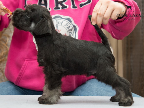 miniature schnauzer patuljasti snaucer