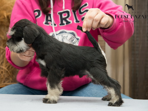 miniature schnauzer patuljasti snaucer