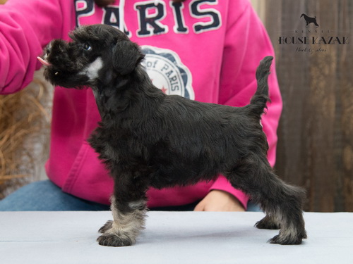 miniature schnauzer patuljasti snaucer