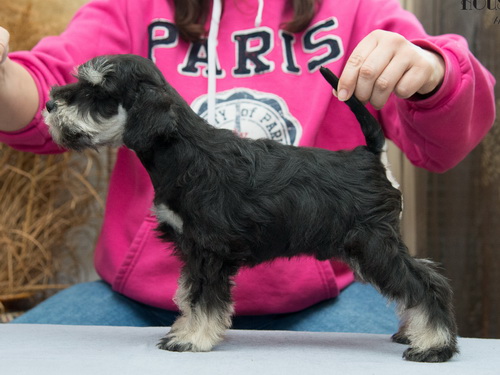 miniature schnauzer patuljasti snaucer