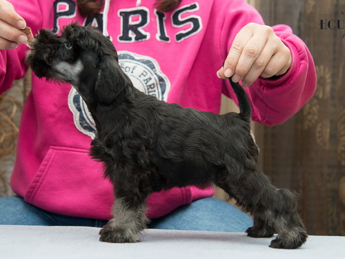 miniature schnauzer patuljasti snaucer