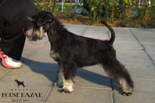 miniature schnauzer patuljasti snaucer