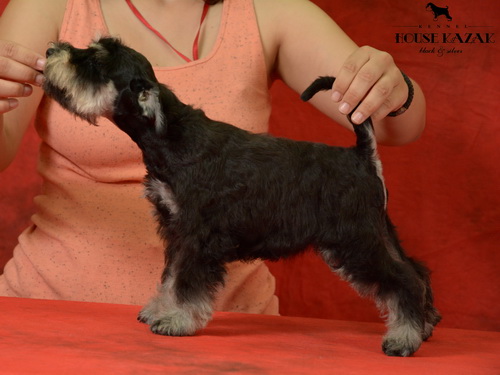 miniature schnauzer patuljasti snaucer
