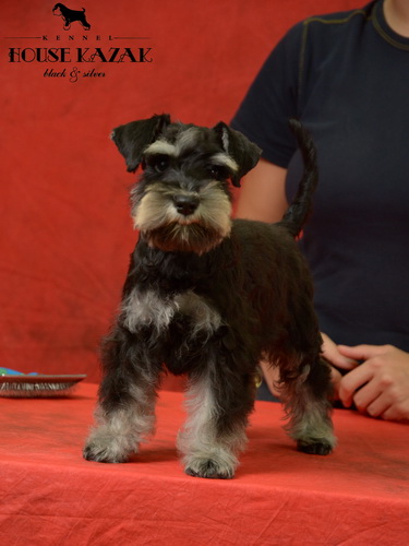 miniature schnauzer patuljasti snaucer