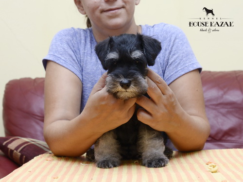 miniature schnauzer patuljasti snaucer
