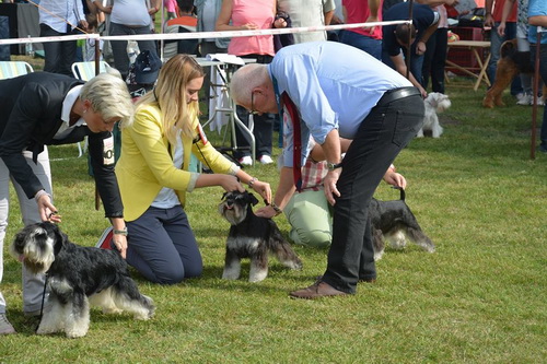 miniature schnauzer patuljasti snaucer