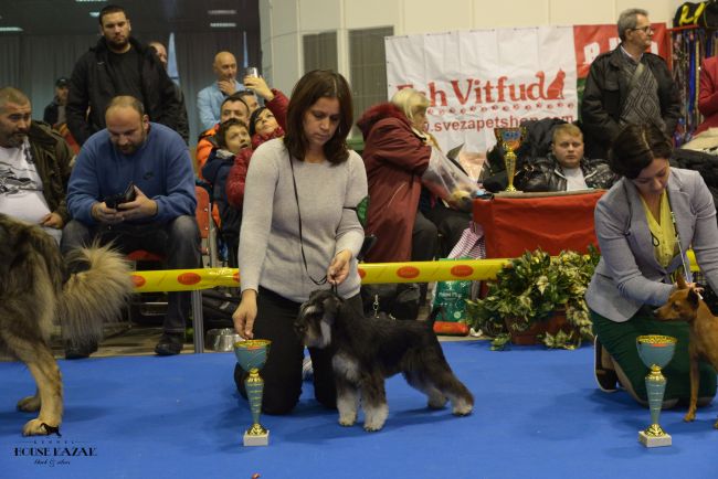 House Kazak Irimi ( Recognition's United Action & House Kazak Majra) - intermedia class- CAC, CACIB, BOB
