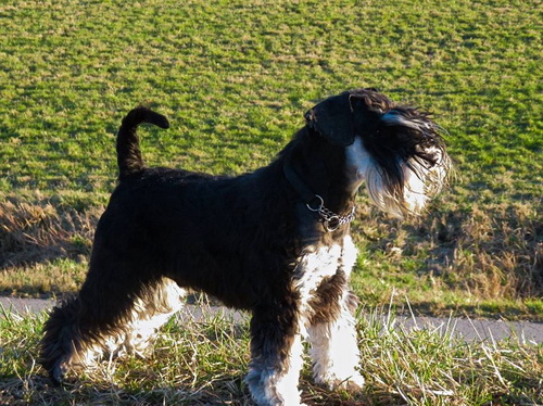 miniature schnauzer patuljasti snaucer