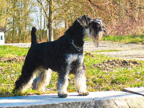 miniature schnauzer patuljasti snaucer