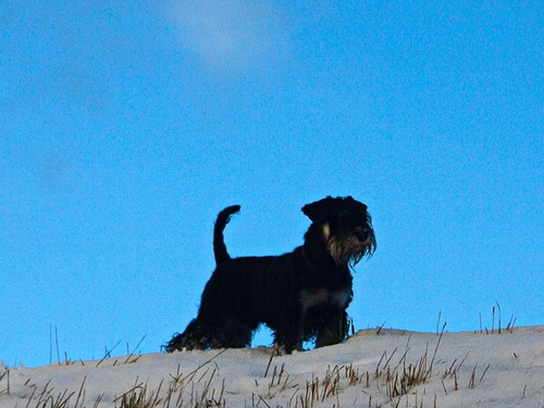 miniature schnauzer patuljasti snaucer