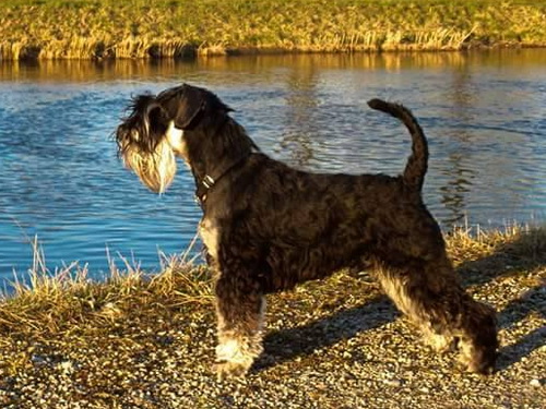 miniature schnauzer patuljasti snaucer