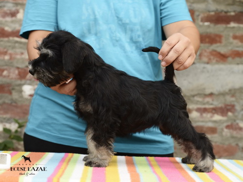 miniature schnauzer patuljasti snaucer