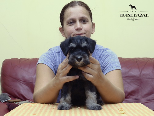 miniature schnauzer patuljasti snaucer
