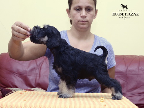 miniature schnauzer patuljasti snaucer