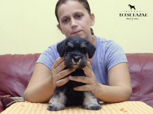 miniature schnauzer patuljasti snaucer