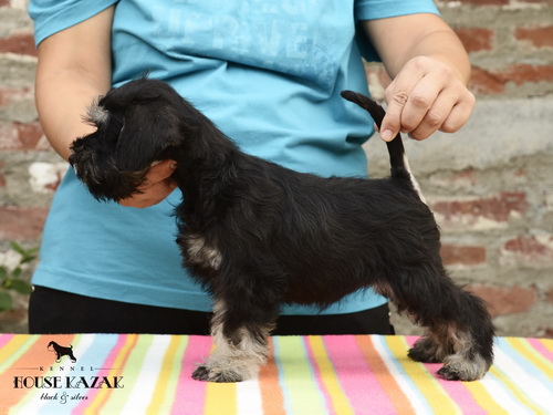 miniature schnauzer patuljasti snaucer