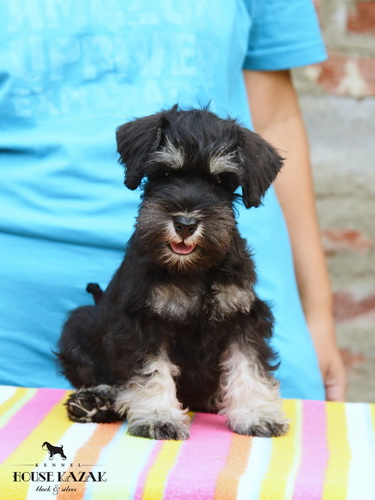 miniature schnauzer patuljasti snaucer