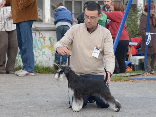 House Kazak Iwama - open class- V1 , CAC, BOB, Club Winner 2016 , BOB