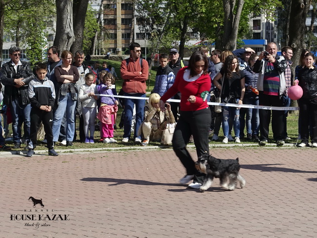 Repitition's Shogun "Vuk" (Repitition's Valedictorian & Myla's The Devil Wears Prada )10 months old, on his first show - junior class - V1, JCAC, Best junior, BOB, Junior BOG 
