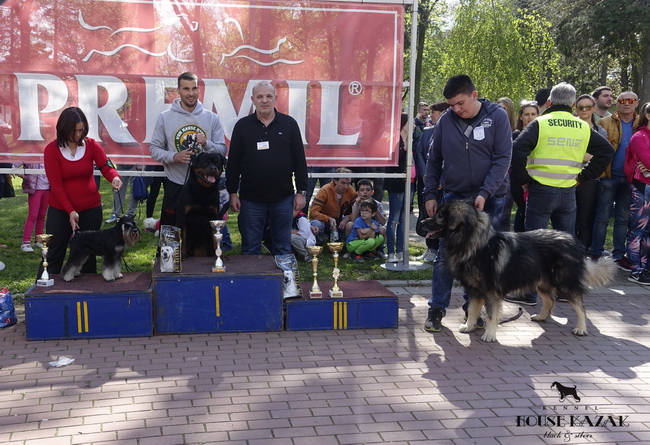 Repitition's Shogun "Vuk" (Repitition's Valedictorian & Myla's The Devil Wears Prada )10 months old, on his first show - junior class - V1, JCAC, Best junior, BOB, Junior BOG 