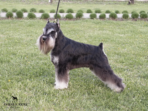 Repitition's Shogun "Vuk" (Repitition's Valedictorian & Myla's The Devil Wears Prada )10 months old, on his first show - junior class - V1, JCAC, Best junior, BOB, Junior BOG 